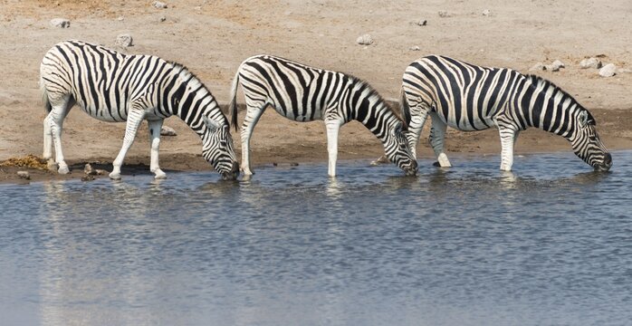 Burchell's zebra (Equus burchellii) at Chudob waterhole, Etosha National Park, Namibia