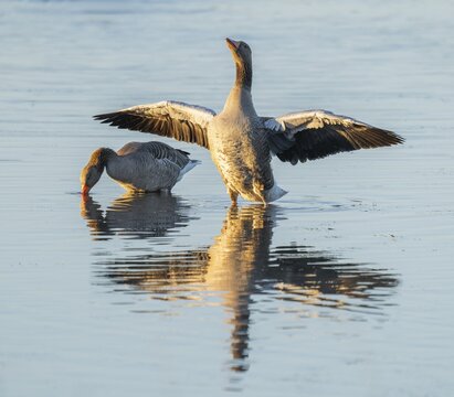 Greylag goose (Anser anser) two greylag geese standing in the shallows of a wetland, one goose flapping its wings, Lower Saxony, Germany