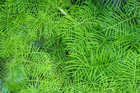 Full frame background texture of fresh green cypress vine leaves in soft natural daylight outdoors.