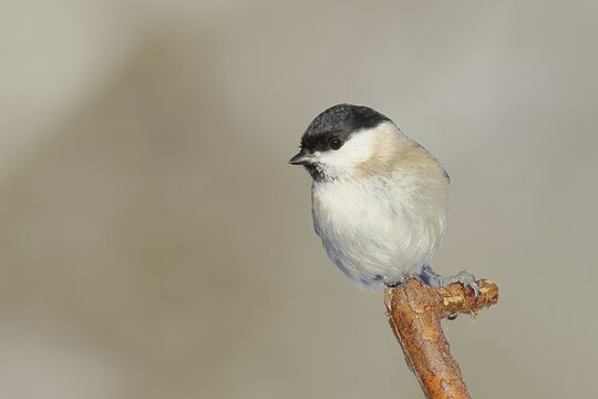 Marsh tit (Parus palustris) sitting on a branch, Wilnsdorf, North Rhine-Westphalia, Germany