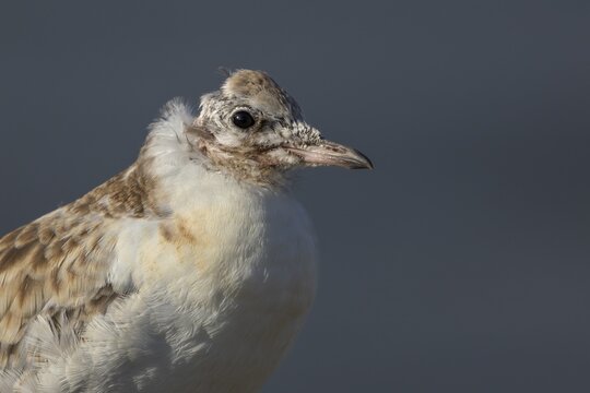 Portrait of a young black-headed gull (Chroicocephalus ridibundus), the missing feathers on the back of its head suggest an attack by a herring gull (Larus argentatus), breeding colony, young gull, gull chick, baby animals, young bird, sweet, cute, bird colony, seabird colony, beach bird, coastal bird, Eidersperrwerk, June, Germany