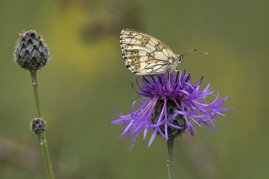 Marbled white (Melanargia galathea) on Brown knapweed (Centaurea jacea), Hesse, Germany