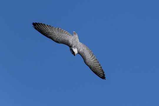 A bird of prey with outstretched wings flying in the blue sky, hybrid falcon, Gerfalke (Falco rusticolus) with Lanner falcon (Falco biarmicus), Germany