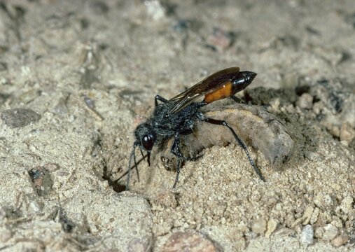 Bristly sand wasp, hairy sand wasp, hymenoptera, short-stalked sand wasps, Podalonia hirsuta, spheciformes, sphex hirsutus, prey, digging wasps, insects, insects