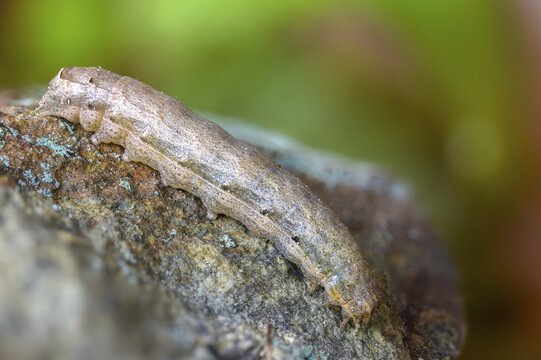 Broad-bordered yellow underwing, colorful ribbon owl, yellow ribbon owl, noctua fimbriata, inchworm, insects, moths, moths, caterpillar, butterflies