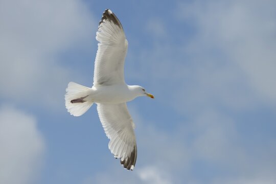 Herring Gull (Larus argentatus) in flight, Normandy, France