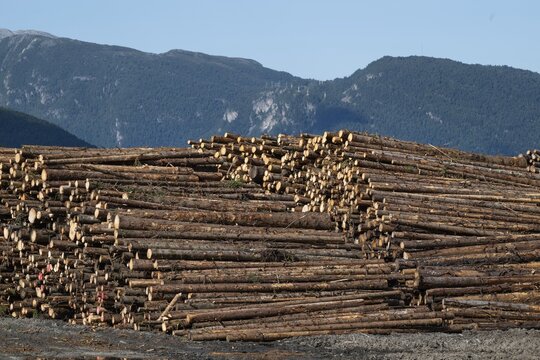 Logs, spruce logs, roundwood, storage, timber industry, Sunndals&oslash;ra, Tingvollfjorden, Sunndal Municipality, M&oslash;re og Romsdal Province, Norway