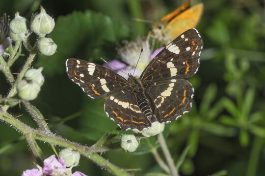 A Map Butterfly (Araschnia levana), summer form sitting on a blackberry blossom in a natural environment, Baden-W&uuml;rttemberg, Germany