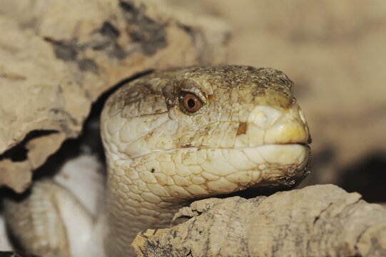 Blue-tongued skink (Tiliqua scincoides), captive, occurring in Australia