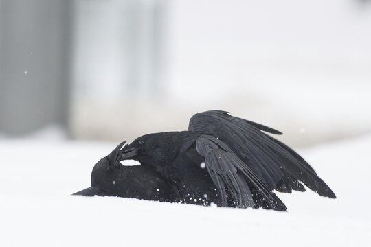 Two fighting crows (Corvus corone) in the snow, Hesse, Germany
