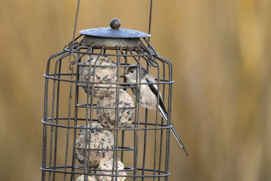 Long tailed tit (Aegithalos caudatus) adult bird on a garden fat ball feeder England, United Kingdom
