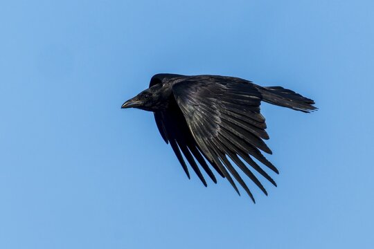 A black crow with open wings flying in the sky, Raven crow (Corvus corone) wildlife, Germany