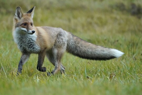 Red fox (Vulpes vulpes) running in a meadow, Czech Republic