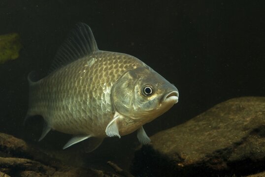 Carassius gibelio, pediment, prussian carp, silver carp, fish, fishes, pisces