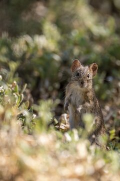 Four-striped grass mouse or four-striped grass rat (Rhabdomys pumilio), South Africa