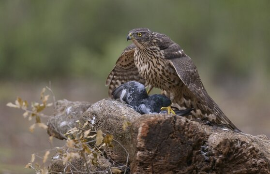 Northern goshawk (Accipiter gentilis), in juvenile plumage, Red Goshawk, on tree stump with prey, Extremadura, Spain
