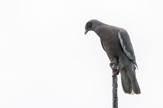 Naked-eyed pigeon (Patagioenas corensis), Curacao