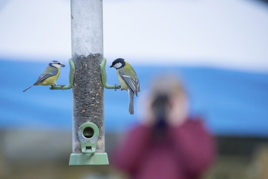 Blue tit (Cyanistes Caeruleus) and Great tit (Parus major) adult garden birds at a bird feeder being viewed by a bird watcher, RSPB Minsmere nature reserve, Suffolk, England, United Kingdom