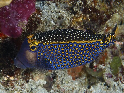 A live, patterned pufferfish, the white-spotted boxfish (Ostracion meleagris), swimming over a coral reef at the Gamat Bay dive site, Nusa Ceningan, Nusa Penida, Bali, Indonesia