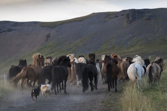Dogs helping to round up Icelandic horses, L&yacute;tingssta&eth;ir, North Iceland, Iceland