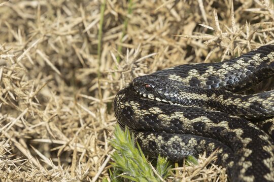 European adder (Vipera berus) adult snake basking on a gorse bush, England, United Kingdom