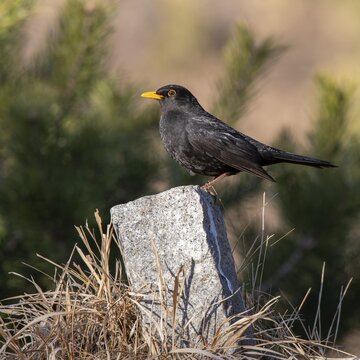 Blackbird (Turdus merula), male, sitting on a landmark, Tyrol, Austria