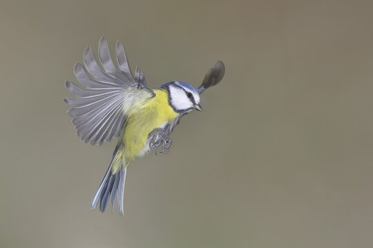 Blue Tit (Parus caeruleus) in flight, aerial photograph, high-speed aerial photograph, Wilnsdorf, North Rhine-Westphalia, Germany