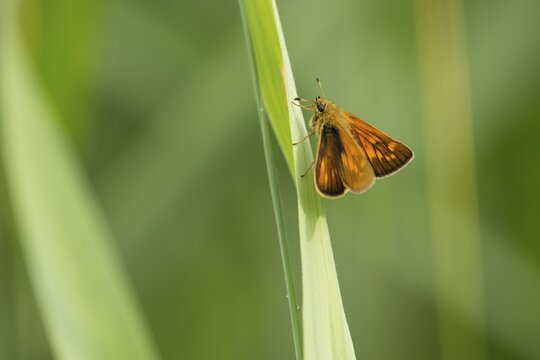 Large skipper (Ochlodes sylvanus, Ochlodes venatus), Thuringia, Germany