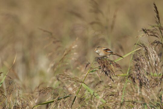Bearded tit (Panurus biarmicus) or reedling adult female bird on a Common reed seed head, Norfolk, England, United Kingdom