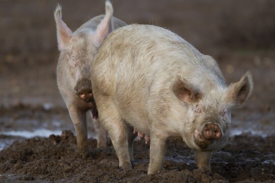 Domestic pig (Sus scrofa domesticus) two adult farm animals standing in mud in a field, England, United Kingdom