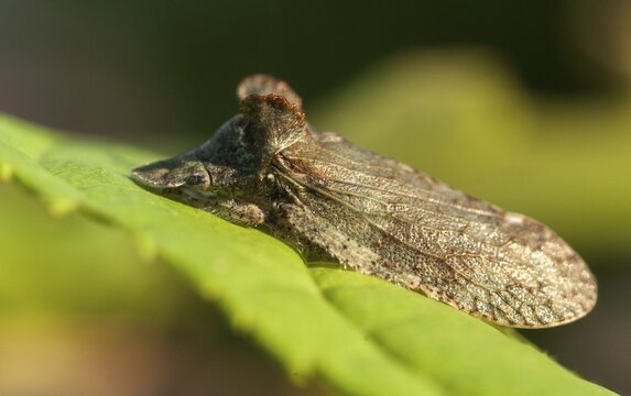 Auchenorrhyncha, cicadellidae, cicadomorpha, common ear cicada, hemiptera, horned leaf hopper, ledra aurita, ear cicada, ear chirp, round-headed cicada, beak kerf, dwarf cicadas, insects, cicadas