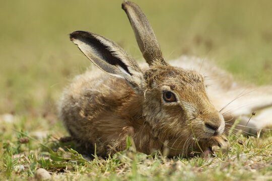 European brown hare (Lepus europaeus) adult resting in a grass field, Suffolk, England, United Kingdom