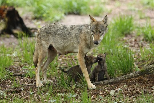 European gray wolf (Canis lupus), adult with pups, captive