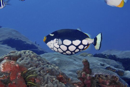 A leopard triggerfish (Balistoides conspicillum) swimming over corals in clear water, dive site SD, Nusa Ceningan, Nusa Penida, Bali, Indonesia