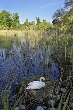 Mute swan (Cygnus olor), adult male sitting on nest, Lake Zug, Cham, Switzerland