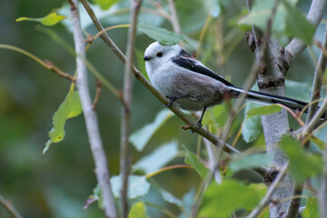 long-tailed tit in the autumn forest  © Александр Арендарь