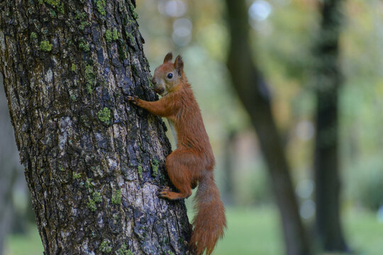 A cute red squirrel with a fluffy tail is carefully climbing up the textured bark of a green mossy tree