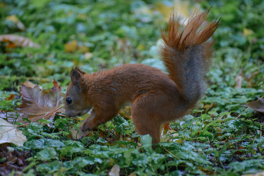 A small red squirrel with a fluffy tail is foraging on a green, leaf-covered ground during an autumn day