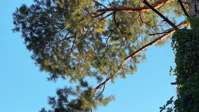 High pine overgrown with climbing plants against clear sky