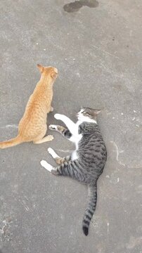 Playful ginger and tabby cats fighting and playing together outdoors on concrete floor creating dynamic movement footage clip
