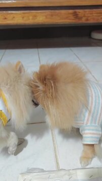 Fluffy pomeranian dogs interacting playfully together in interior home setting captured on video footage showing cute small pets wearing colorful little shirts indoor