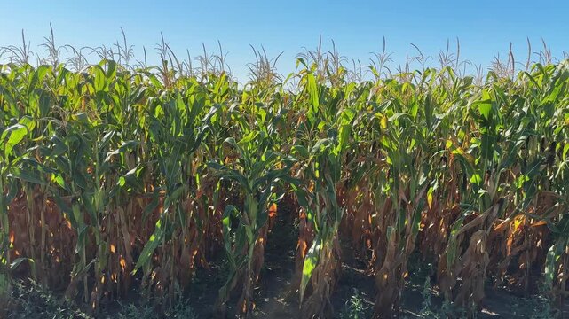 Field edge of ripening corn in sunny windy day backlit