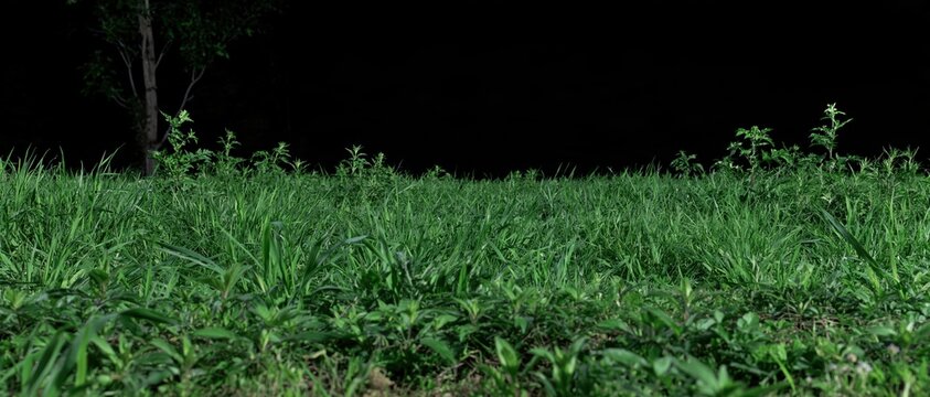Green grass and plants against a dark background with a tree