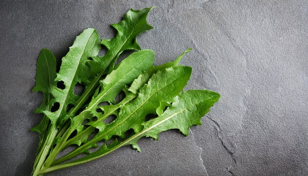 fresh dandelion leaves on grey stone surface