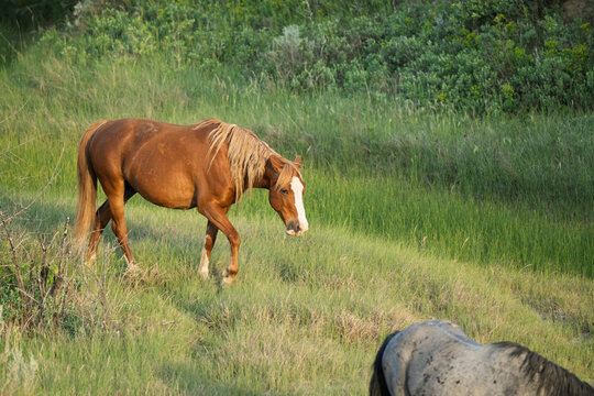 horse in the meadow