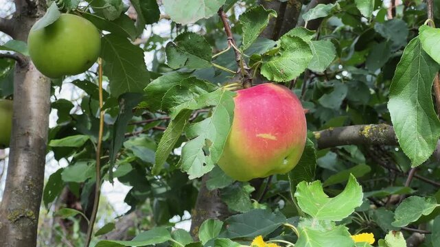 Reddish-yellow apple on a tree branch at sunny day