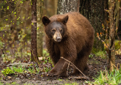 brown bear in the woods