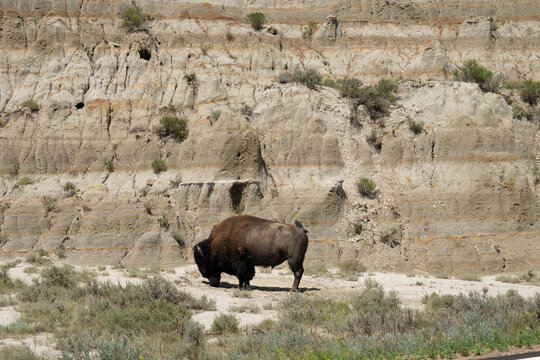 Bison in Theodore Nation Park