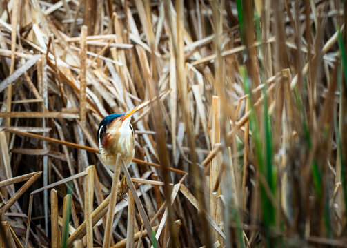 American bittern blending into dense marsh vegetation while remaining alert in its natural wetland habitat.	
