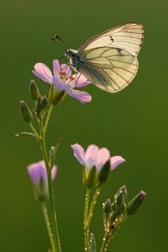 Macro shot of Aporia crataegina butterfly on pink flower in summer meadow. White insect with black wing details sits on blossom during early morning. Dew drops on green stems, wildflowers in sunny